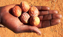 mongongo nuts