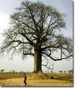 mongongo tree